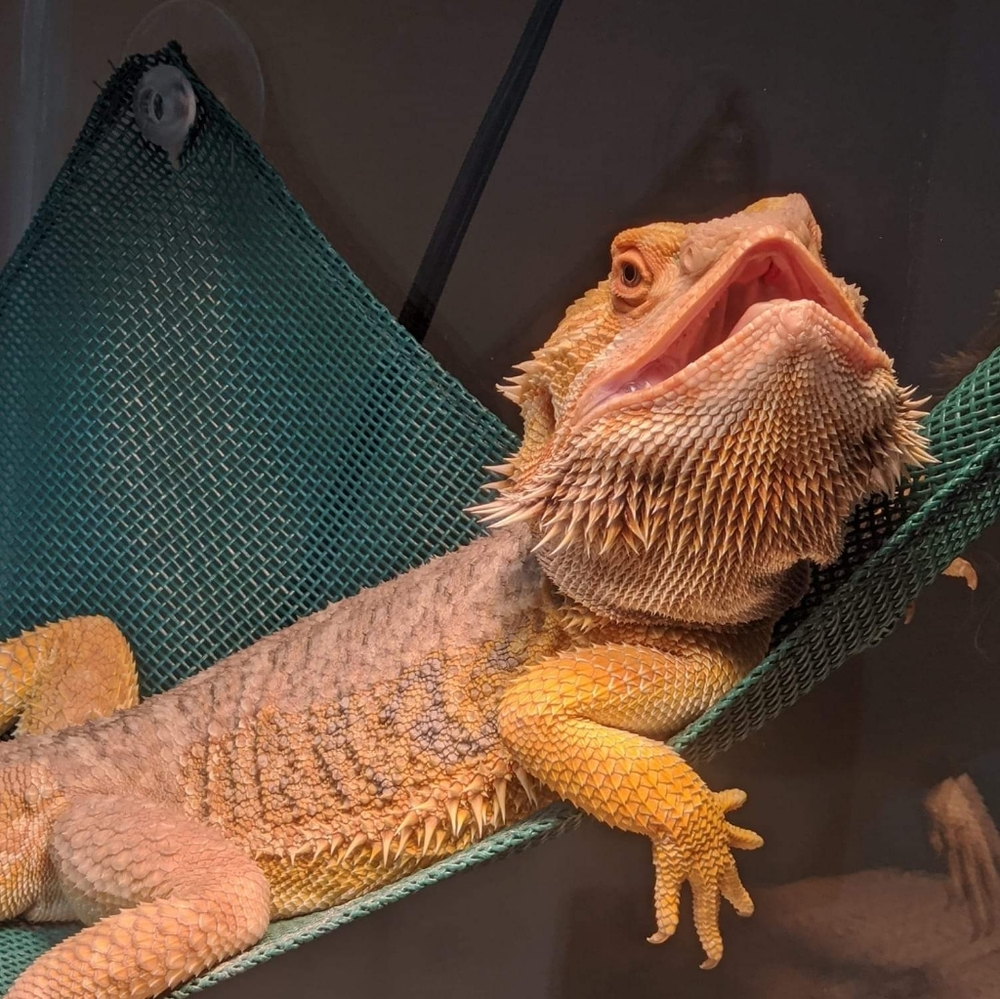 Meet your Posher, Andrew